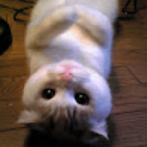 Meet your Posher, Benson